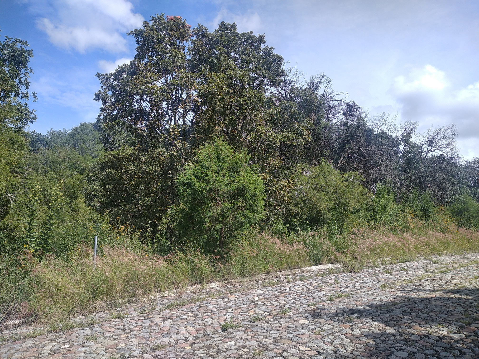 Vendo excelente oportunidad, terreno en fraccionamiento La Joya, en Haras del Bosque a unos pasos de la segunda entrada
de Haras. Fácil acceso a Periférico, Federal a Tehuacán y Autopista México Puebla.
CONTACTO: 2221767909
Haras es un fraccionamiento con un concepto de vida natural, cerca del bosque.
CONTACTO: 2221767909
El terreno se encuentra en el fraccionamiento La Joya
De forma rectangular, con amplio frente
Cuenta con 800 m2
20 metros de frente
40 metros de fondo
Negociable