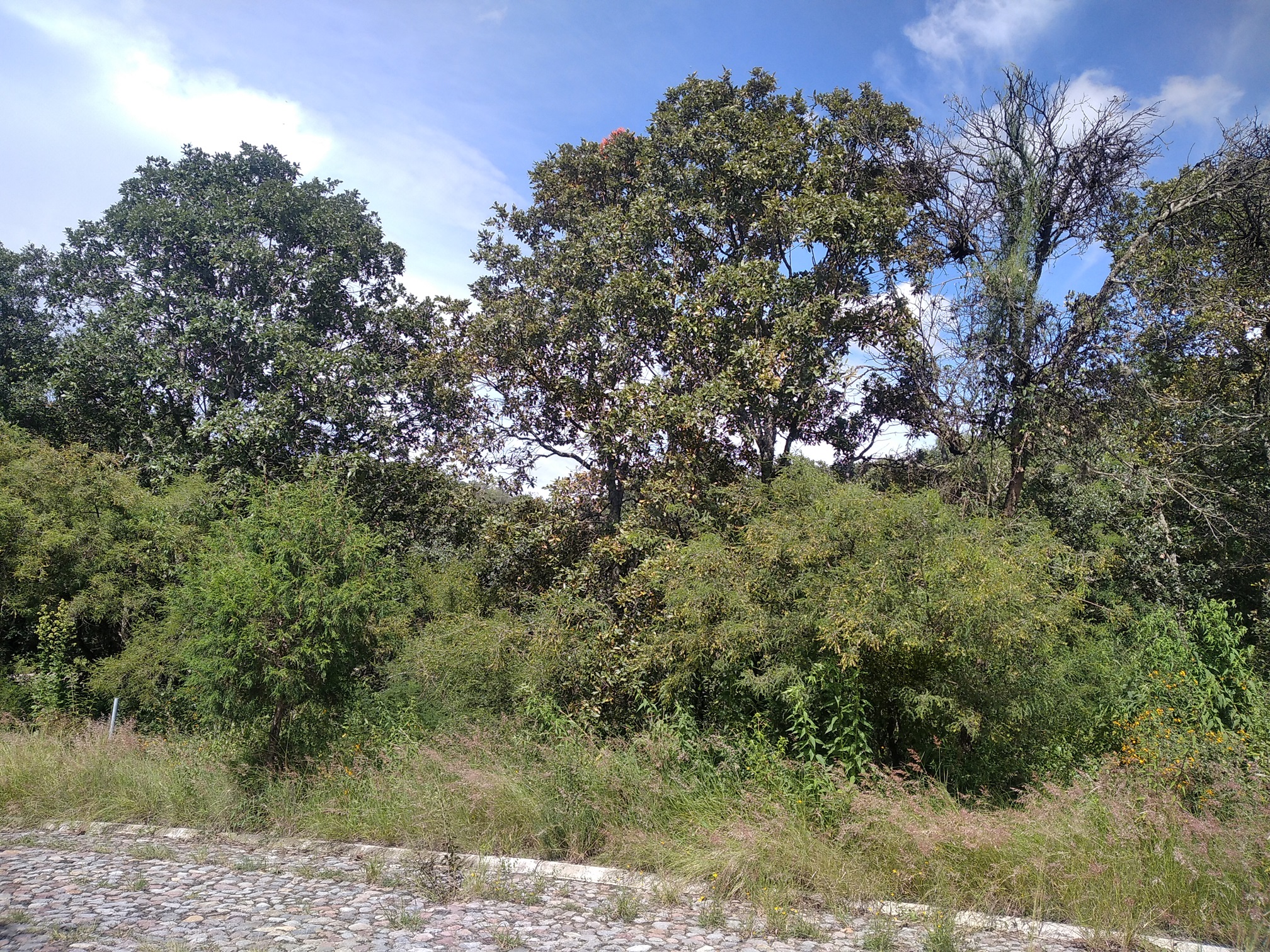 Vendo excelente oportunidad, terreno en fraccionamiento La Joya, en Haras del Bosque a unos pasos de la segunda entrada
de Haras. Fácil acceso a Periférico, Federal a Tehuacán y Autopista México Puebla.
CONTACTO: 2221767909
Haras es un fraccionamiento con un concepto de vida natural, cerca del bosque.
CONTACTO: 2221767909
El terreno se encuentra en el fraccionamiento La Joya
De forma rectangular, con amplio frente
Cuenta con 800 m2
20 metros de frente
40 metros de fondo
Negociable