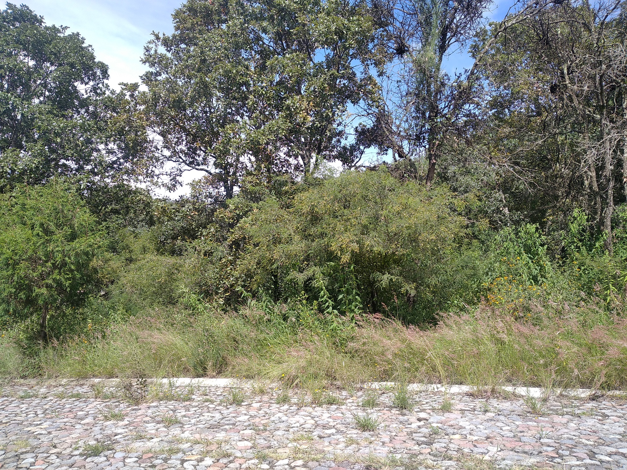 Vendo excelente oportunidad, terreno en fraccionamiento La Joya, en Haras del Bosque a unos pasos de la segunda entrada
de Haras. Fácil acceso a Periférico, Federal a Tehuacán y Autopista México Puebla.
CONTACTO: 2221767909
Haras es un fraccionamiento con un concepto de vida natural, cerca del bosque.
CONTACTO: 2221767909
El terreno se encuentra en el fraccionamiento La Joya
De forma rectangular, con amplio frente
Cuenta con 800 m2
20 metros de frente
40 metros de fondo
Negociable