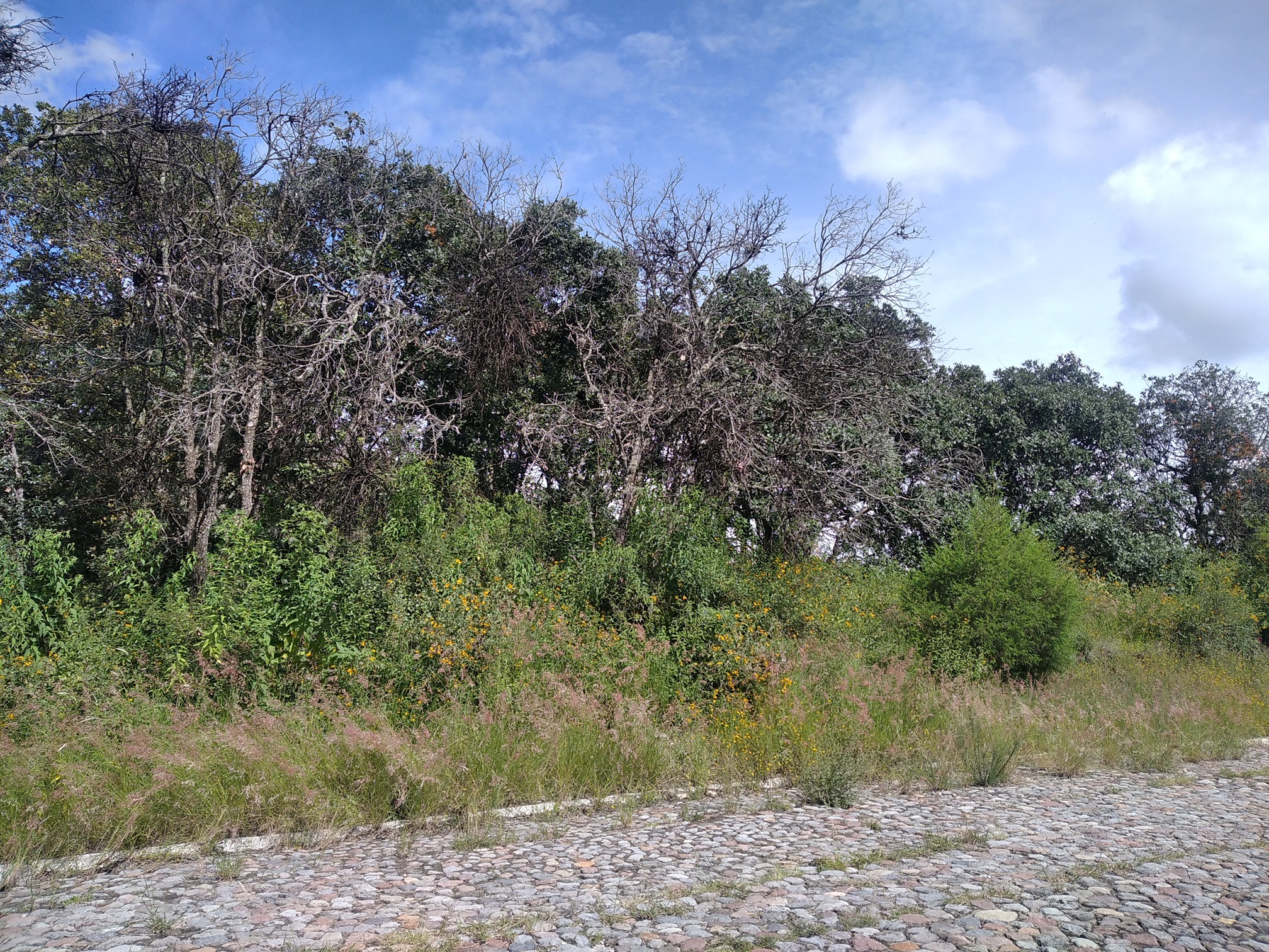 Vendo excelente oportunidad, terreno en fraccionamiento La Joya, en Haras del Bosque a unos pasos de la segunda entrada
de Haras. Fácil acceso a Periférico, Federal a Tehuacán y Autopista México Puebla.
CONTACTO: 2221767909
Haras es un fraccionamiento con un concepto de vida natural, cerca del bosque.
CONTACTO: 2221767909
El terreno se encuentra en el fraccionamiento La Joya
De forma rectangular, con amplio frente
Cuenta con 800 m2
20 metros de frente
40 metros de fondo
Negociable